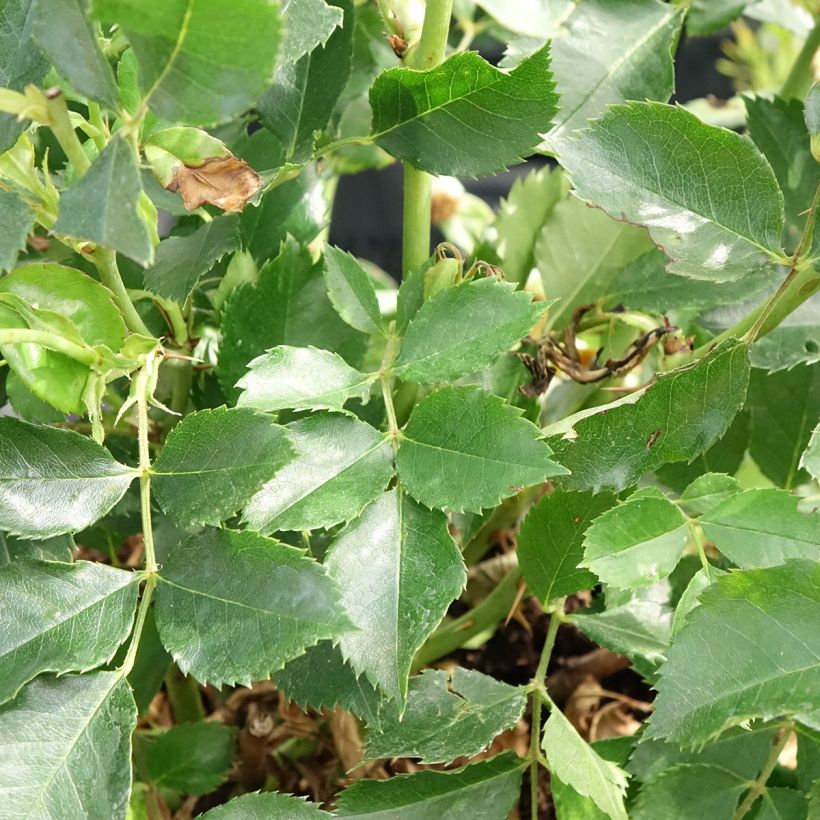 Roseira miniatura Glorious Babylon Eyes (Folhagem)