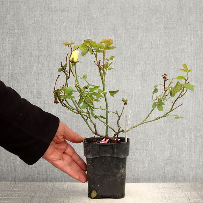 Amostra de Roseira miniatura Lemon Fizz Vaso de 10 cm/11 cm tal como entregue na primavera