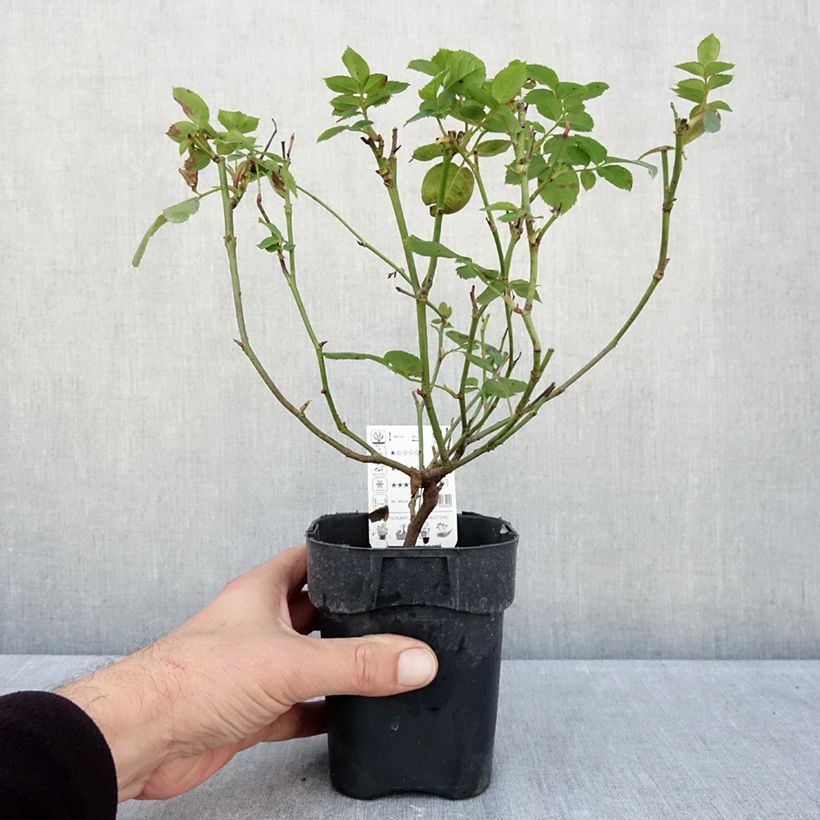 Amostra de Roseira miniatura Lemon Fizz Vaso de 10 cm/11 cm tal como entregue no outono