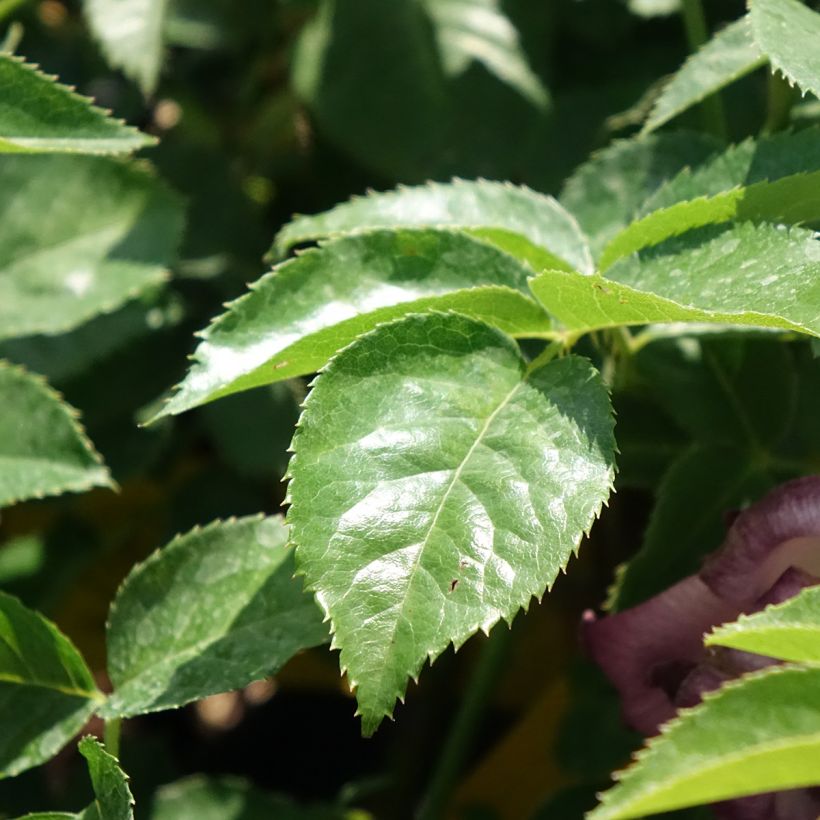 Roseira miniatura Lemon Fizz (Folhagem)