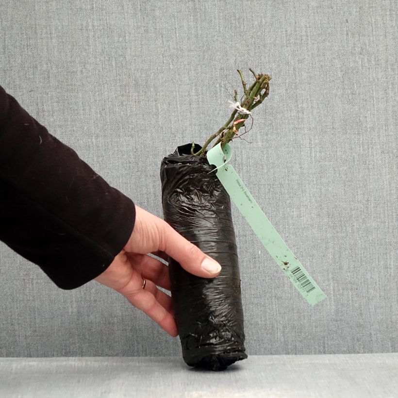 Amostra de Roseira miniatura Lilliputs Roxy Raízes nuas em torrão tal como entregue no inverno