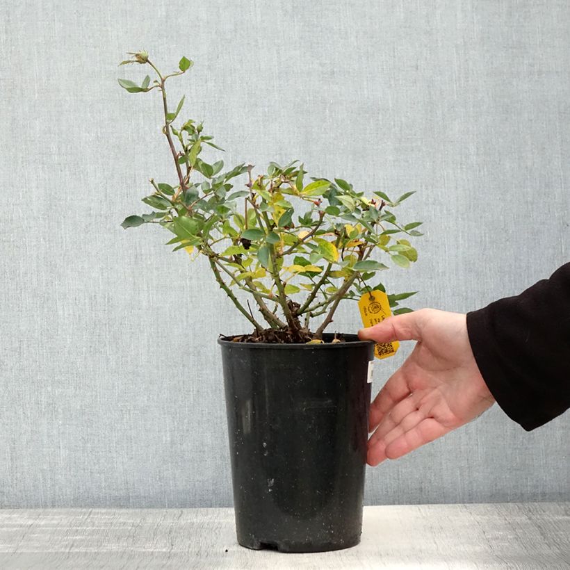 Amostra de Roseira miniatura Lilliputs Little Sunset Vaso de 3 L/4 L tal como entregue no outono