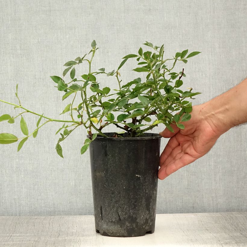 Amostra de Roseira miniatura Lilliputs Little Sunset Vaso de 3 L/4 L tal como entregue no verão