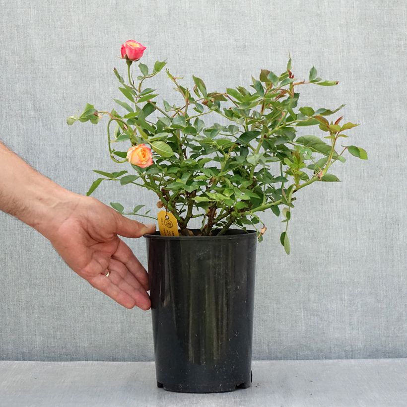 Amostra de Roseira miniatura Lilliputs Little Sunset Vaso de 1,5 L/2 L tal como entregue no verão