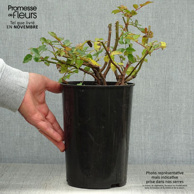 Amostra de Roseira miniatura Maestro Babylon Eyes Vaso de 4 L/5 L tal como entregue no outono