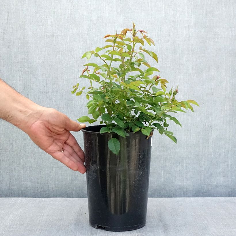 Amostra de Roseira miniatura Maestro Babylon Eyes Vaso de 4 L/5 L tal como entregue no verão