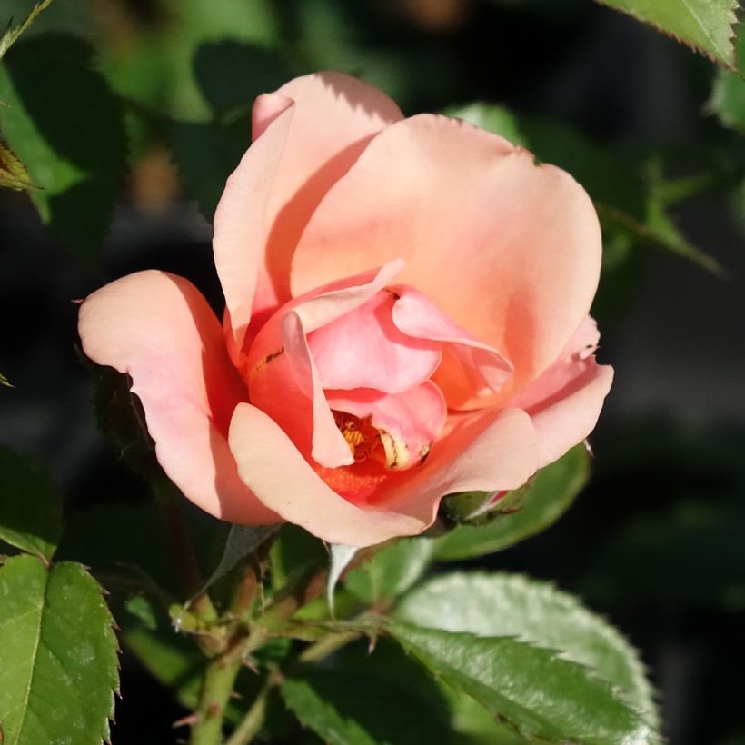 Roseira miniatura Maestro Babylon Eyes (Floração)