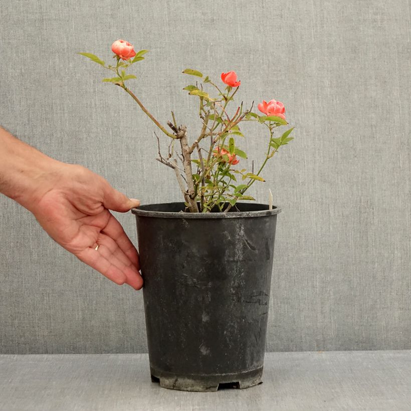 Amostra de Roseira miniatura Koster Orange Vaso de 3 L/4 L tal como entregue no verão