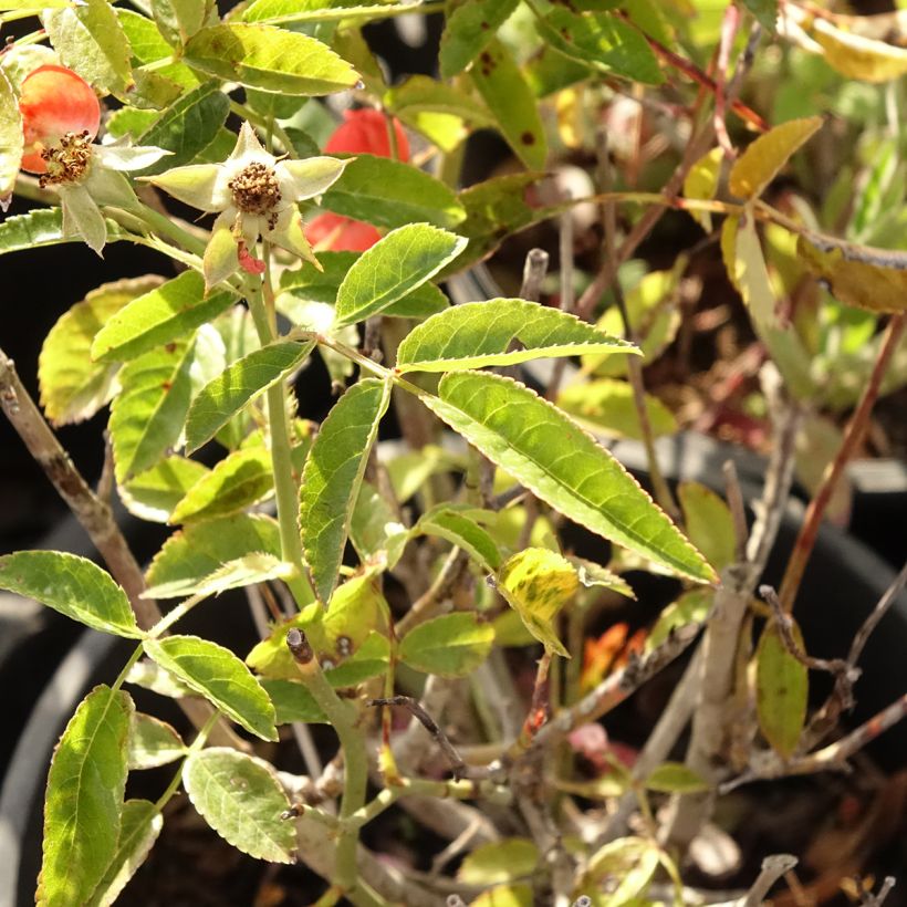 Roseira miniatura Koster Orange (Folhagem)