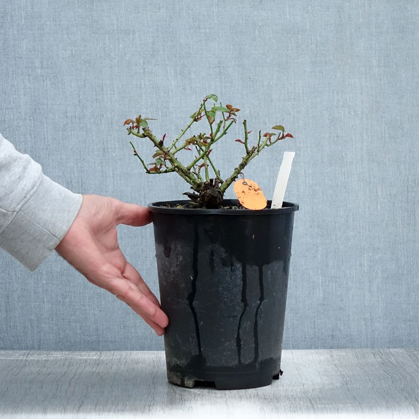 Amostra de Roseira miniatura Meillandina Lavender Vaso de 4 L/5 L tal como entregue no outono