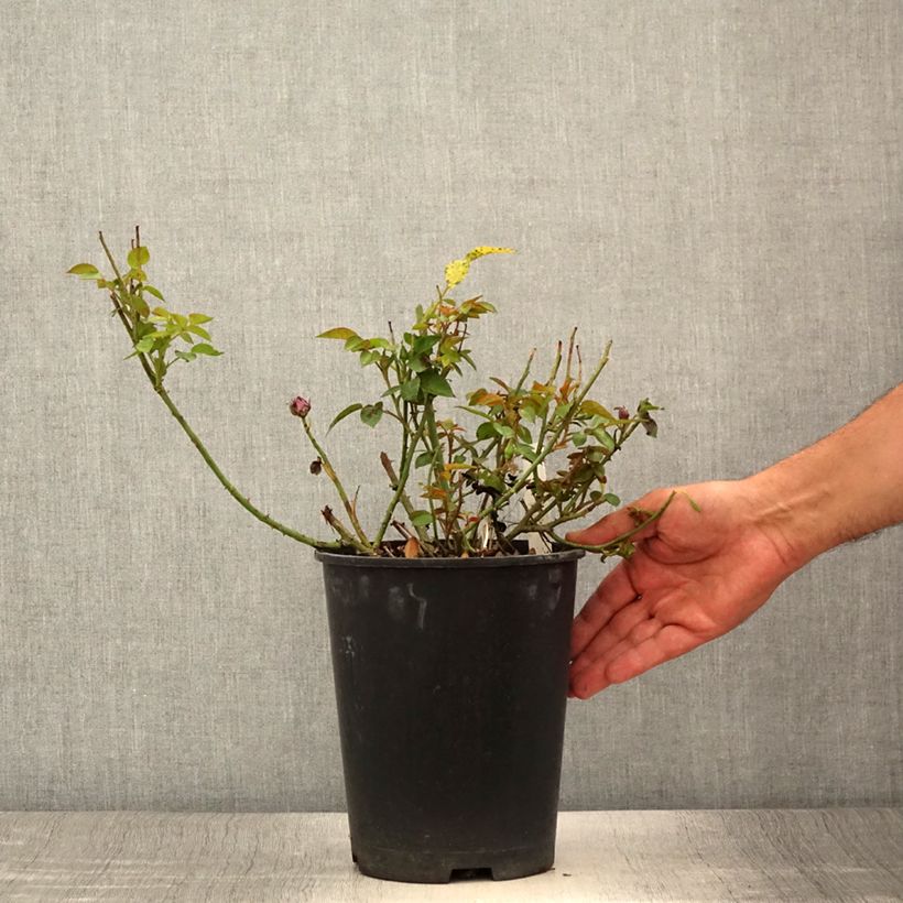 Amostra de Roseira miniatura Meillandina Lavender Vaso de 4 L/5 L tal como entregue no verão