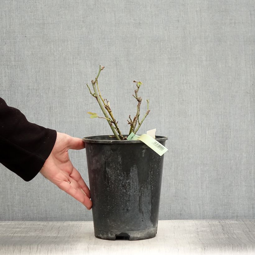 Amostra de Rosier Princesse de Galles  Vaso de 3 L/4 L tal como entregue no inverno