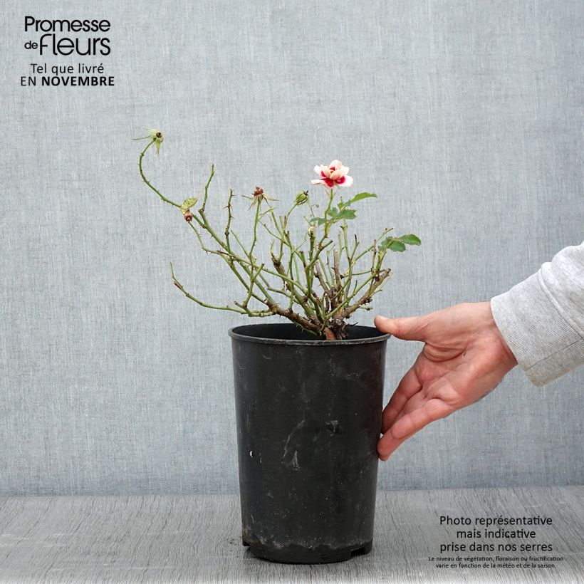 Amostra de Roseira miniatura Queen Babylon Eyes Vaso de 4 L/5 L tal como entregue no outono