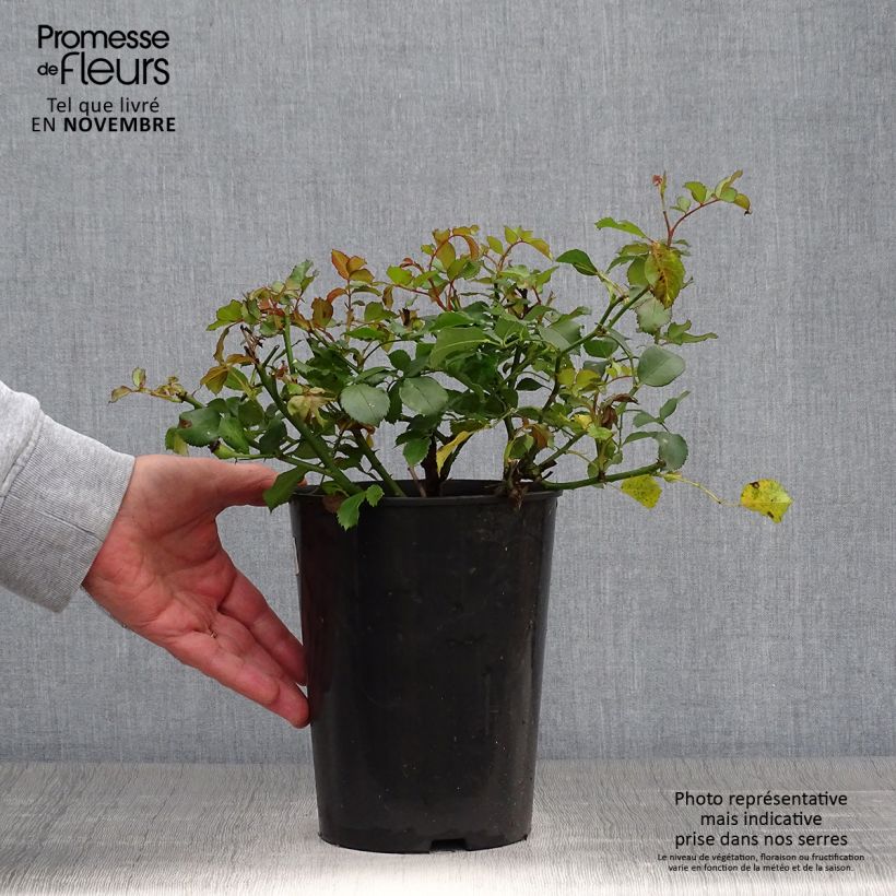 Amostra de Roseira miniatura Schneeküsschen Vaso de 2 L/3 L tal como entregue no outono