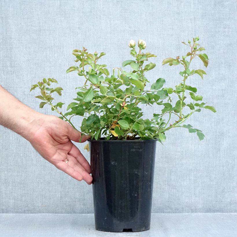 Amostra de Roseira miniatura Schneeküsschen Vaso de 2 L/3 L tal como entregue no verão