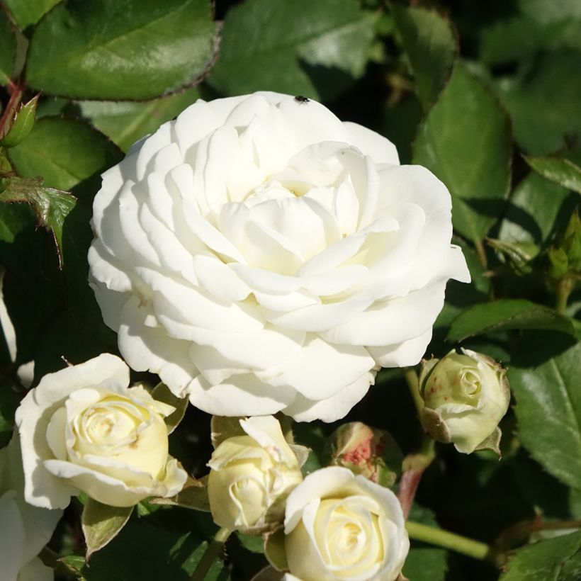 Roseira miniatura Schneeküsschen (Floração)