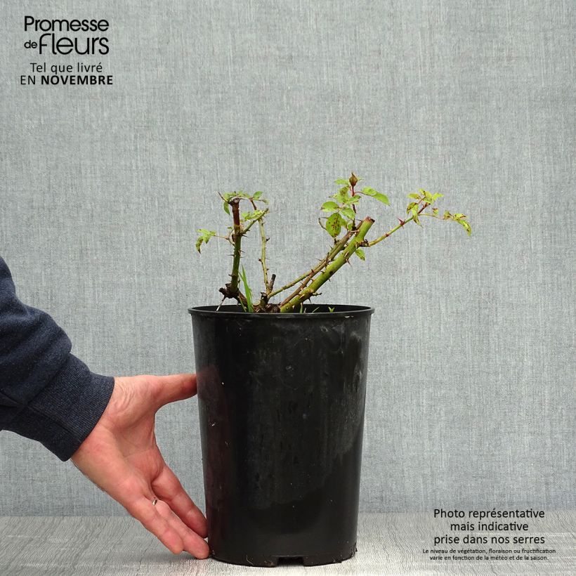 Amostra de Roseira miniatura Sunshine Babylon Eyes Vaso de 4 L/5 L tal como entregue no outono