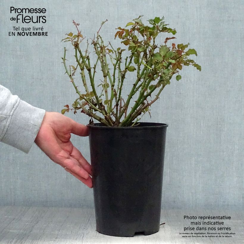 Amostra de Roseira miniatura Glorious Babylon Eyes - Rosa x persica Vaso de 4 L/5 L tal como entregue no outono