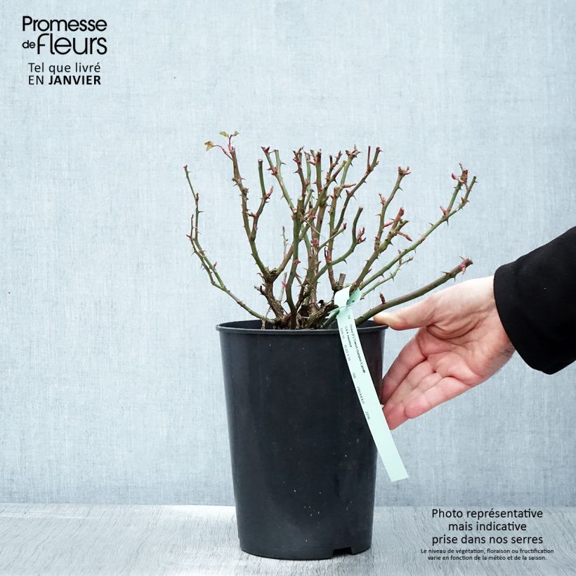 Amostra de Roseira miniatura Glorious Babylon Eyes - Rosa x persica Vaso de 4 L/5 L tal como entregue no inverno