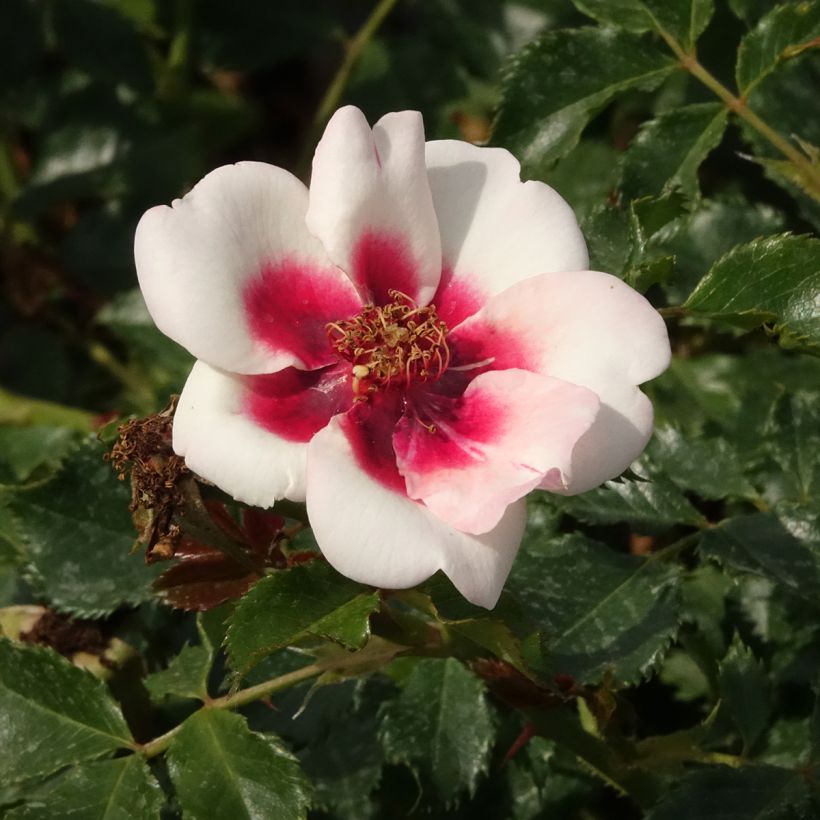 Roseira miniatura Glorious Babylon Eyes - Rosa x persica (Floração)