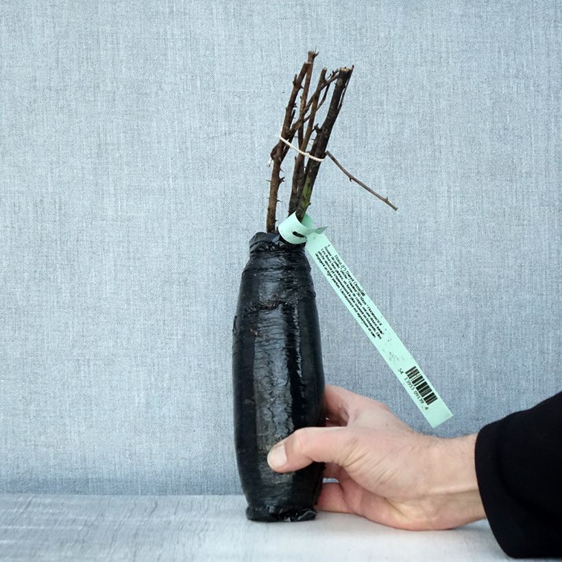 Amostra de Roseira miniatura Sweet Dream Raízes nuas em torrão tal como entregue no inverno