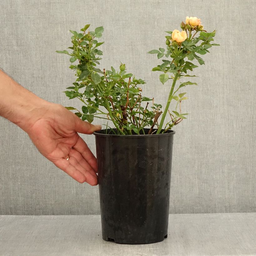 Amostra de Roseira miniatura Sweet Dream Vaso de 3 L/4 L tal como entregue no verão