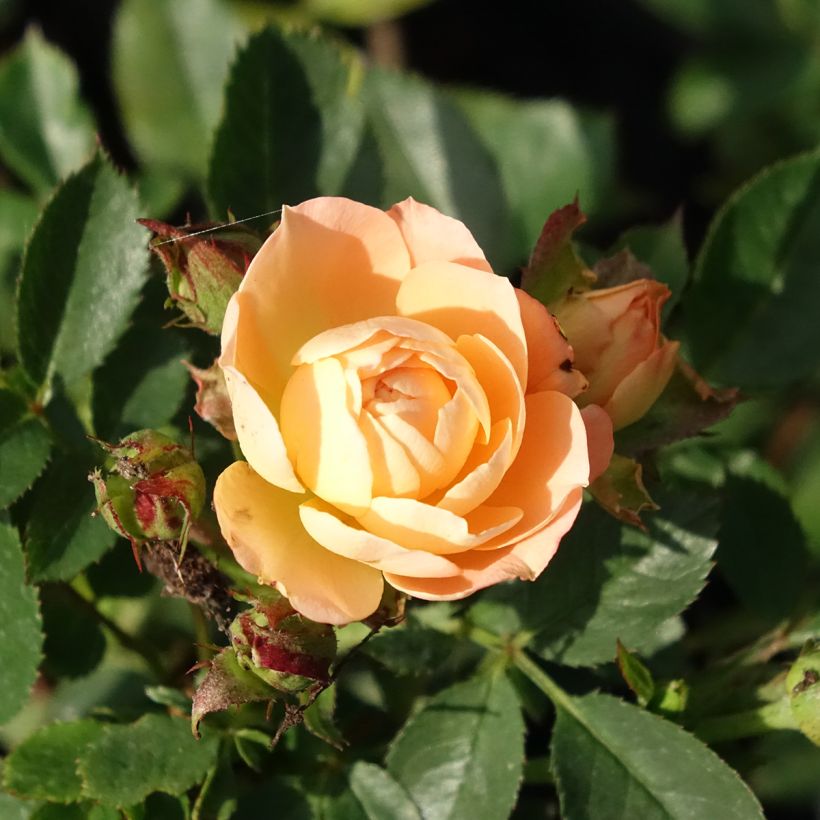 Roseira miniatura Sweet Dream (Floração)
