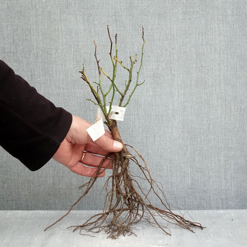 Amostra de Roseira miniatura Sweet Dream Raízes nuas tal como entregue no inverno