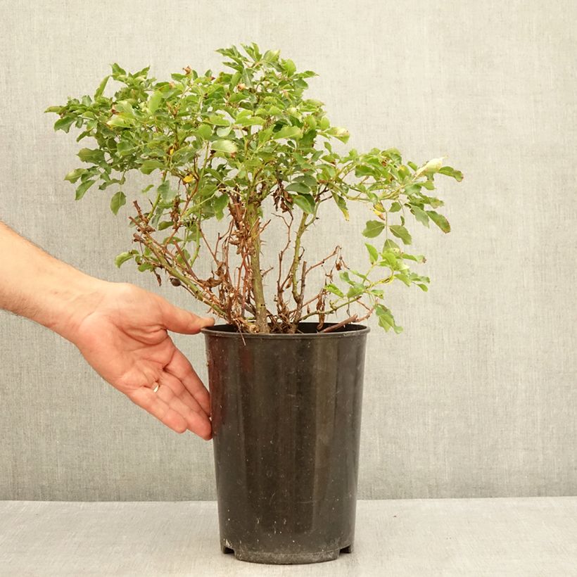 Amostra de Roseira miniatura Trendy Babylon Eyes Vaso de 4 L/5 L tal como entregue no verão