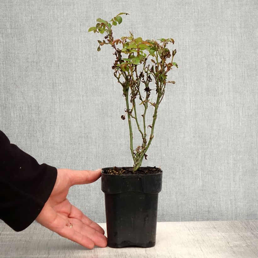 Amostra de Roseira miniatura Zepeti Vaso de 10 cm/11 cm tal como entregue na primavera