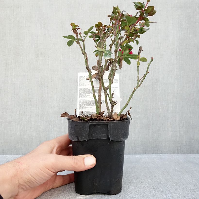Amostra de Roseira miniatura Zepeti Vaso de 10 cm/11 cm tal como entregue no outono