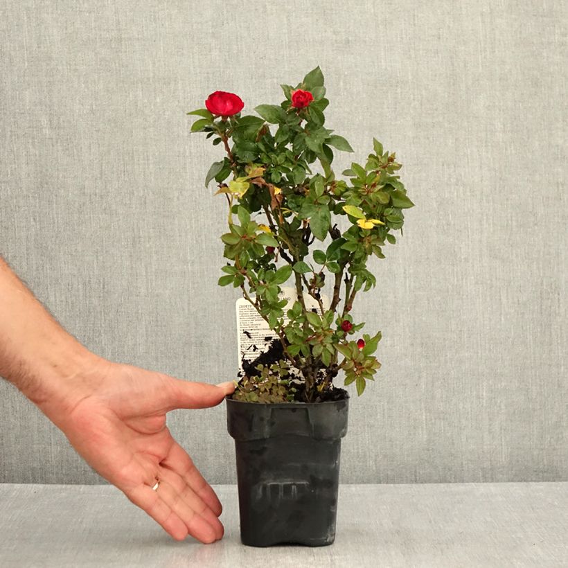 Amostra de Roseira miniatura Zepeti Vaso de 10 cm/11 cm tal como entregue no verão