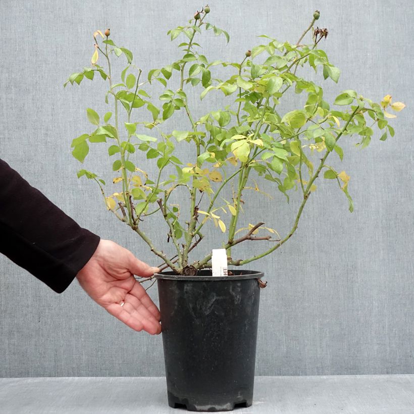 Amostra de Roseira floribunda Escimo Vaso de 4 L/5 L tal como entregue no outono