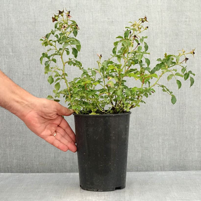 Amostra de Roseira floribunda Nectar Garden Lilliputs Lupo Vaso de 3 L/4 L tal como entregue no verão