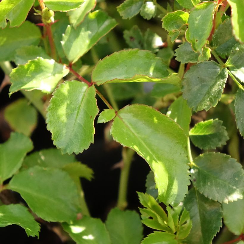 Roseira floribunda Nectar Garden Lilliputs Lupo (Folhagem)