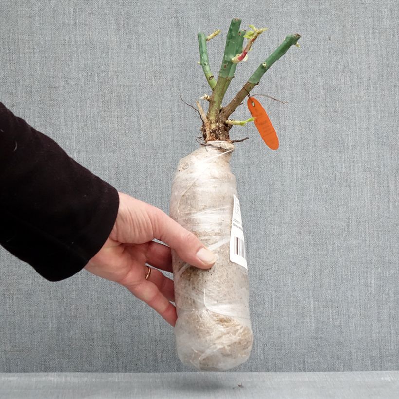 Amostra de Roseira floribunda Nectar Garden Lilliputs Lupo Raízes nuas em torrão tal como entregue no inverno