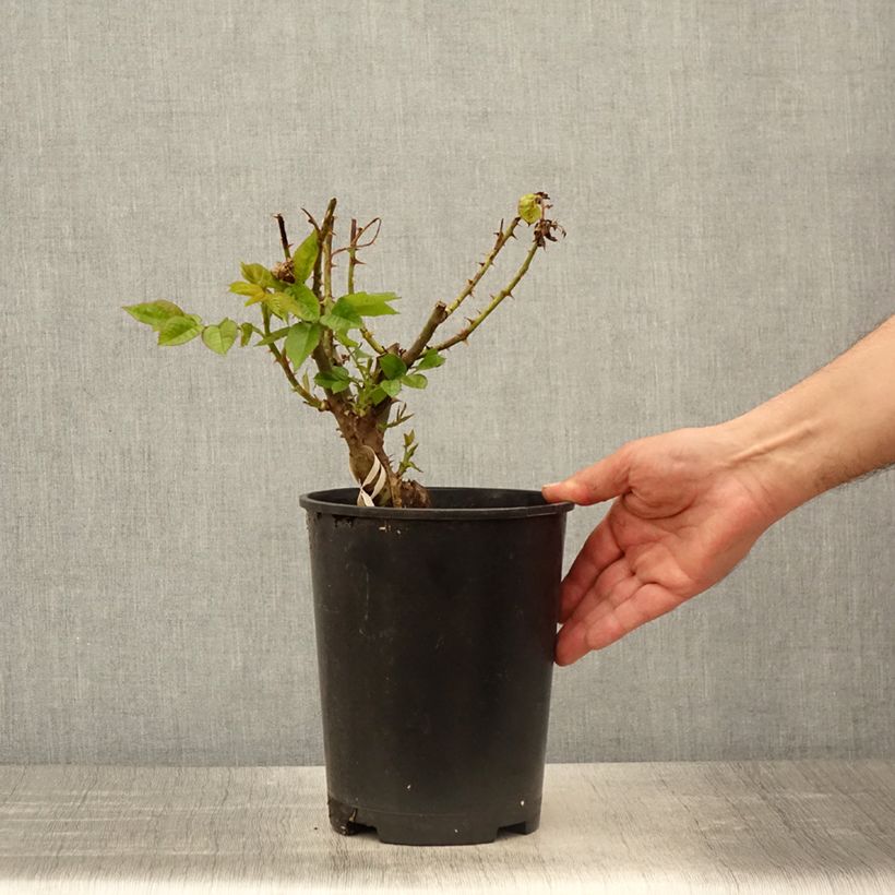 Amostra de Rosier Parfuma Madame Anisette / Mme de La Vallière  Pot de 4L/5L tal como entregue na primavera