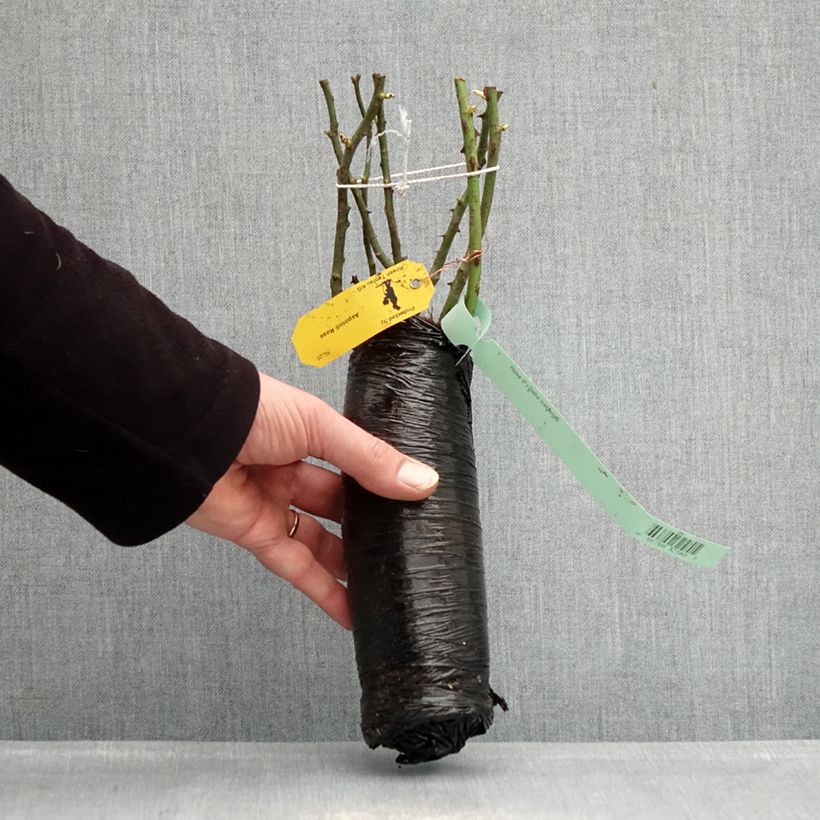 Amostra de Roseira de pátio Patio Rose Baby Iceberg Raízes nuas em torrão tal como entregue no inverno