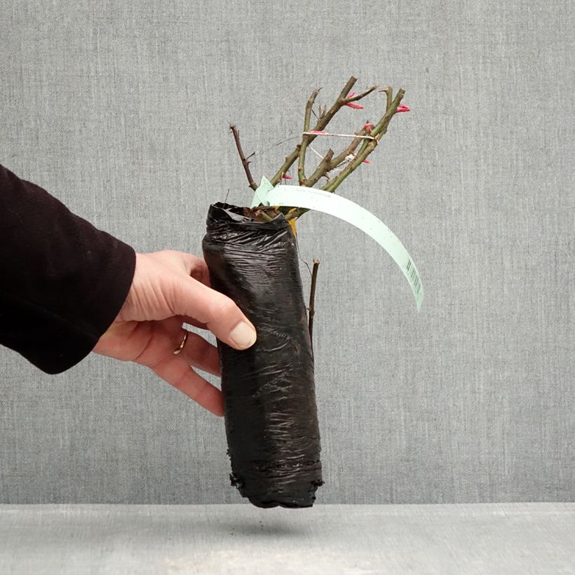 Amostra de Roseira de pátio Impala Raízes nuas em torrão tal como entregue no inverno