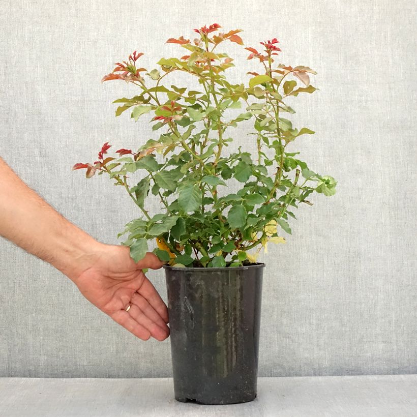Amostra de Roseira de pátio Patio Rose Xenia Vaso de 3 L/4 L tal como entregue no verão