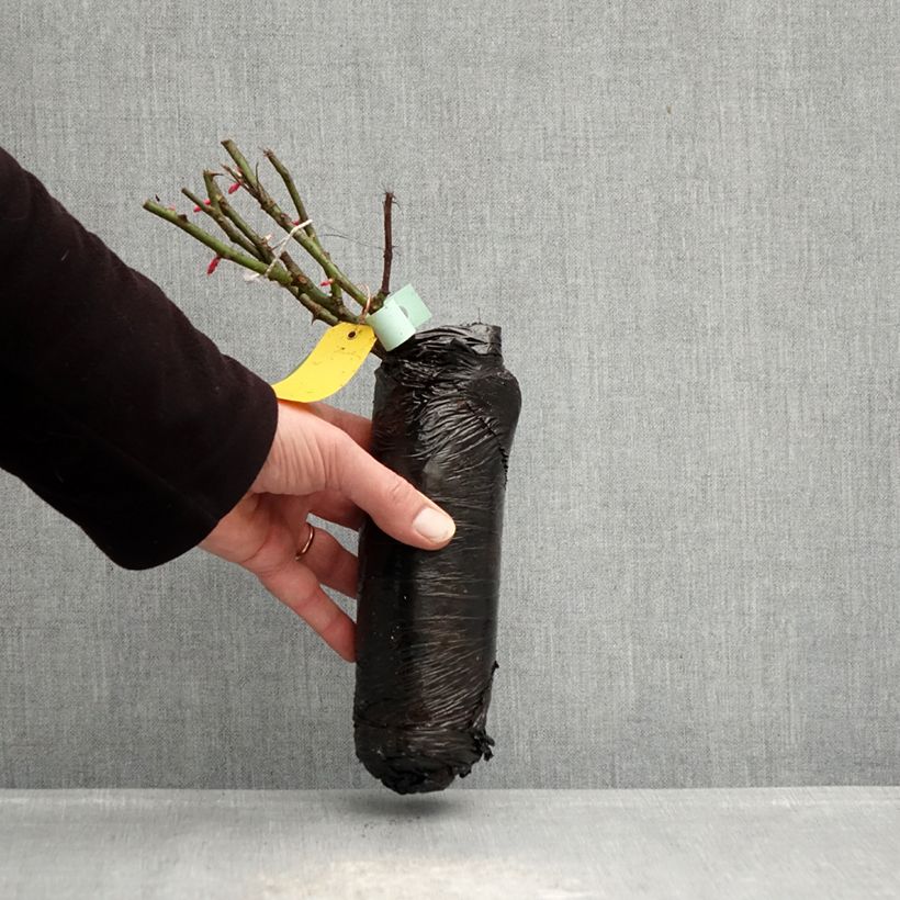 Amostra de Roseira de pátio Patio Rose Xenia Raízes nuas em torrão tal como entregue no inverno