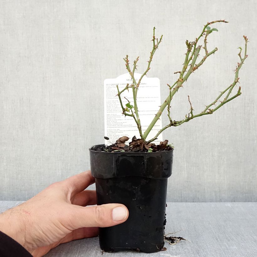 Amostra de Roseira paisagística Pink Swany Vaso de 10 cm/11 cm tal como entregue no outono