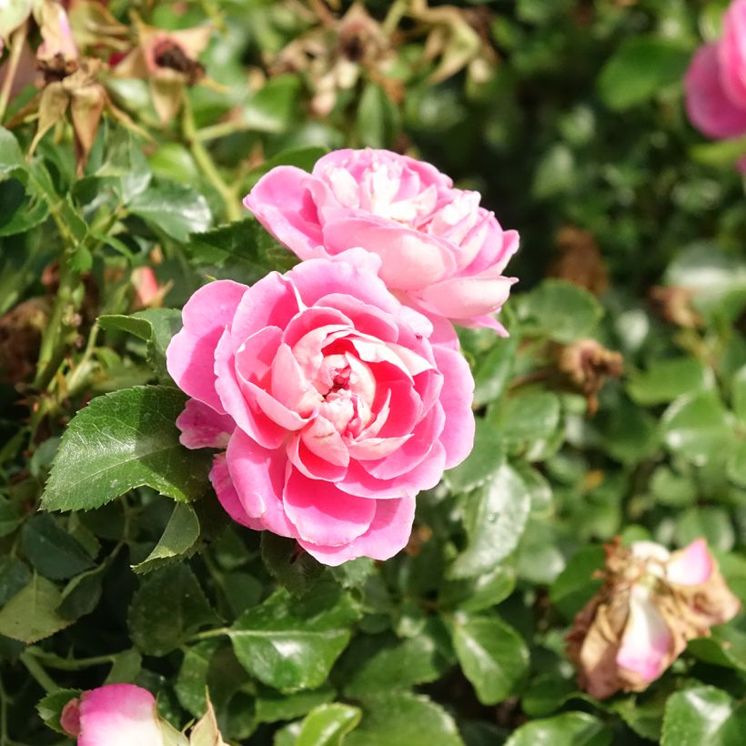 Roseira paisagística Pink Swany (Floração)