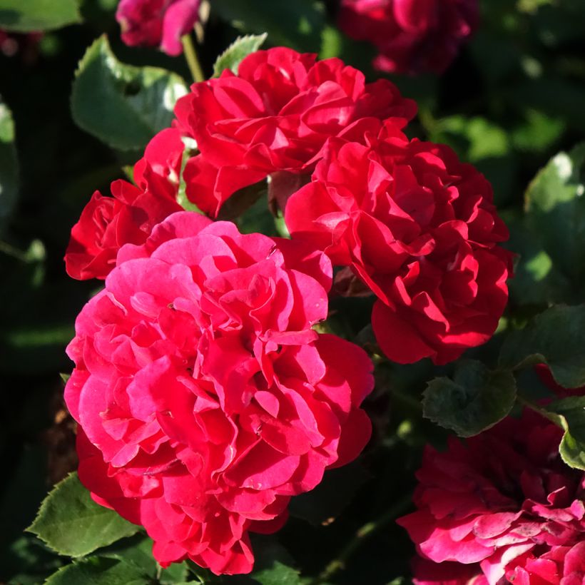 Roseira paisagística Hello (Floração)
