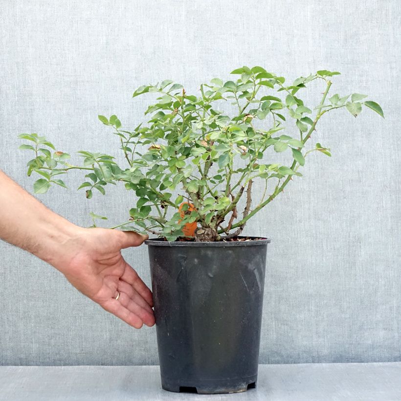 Amostra de Rosier paysager Hello Pot de 4L/5L tal como entregue no verão