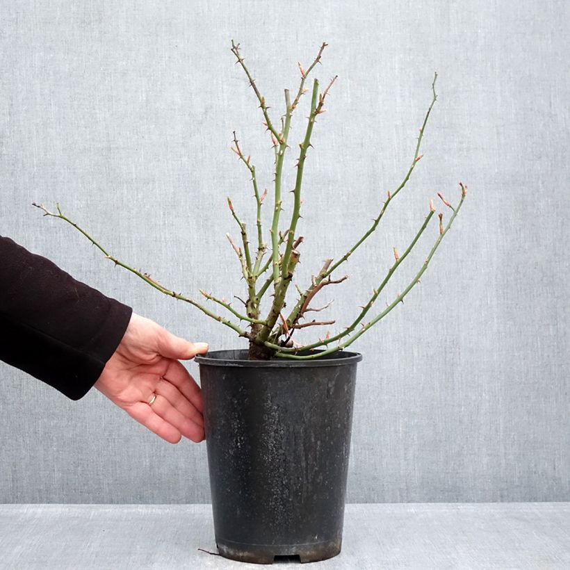 Amostra de Roseira paisagística Hello Vaso de 4 L/5 L tal como entregue no inverno