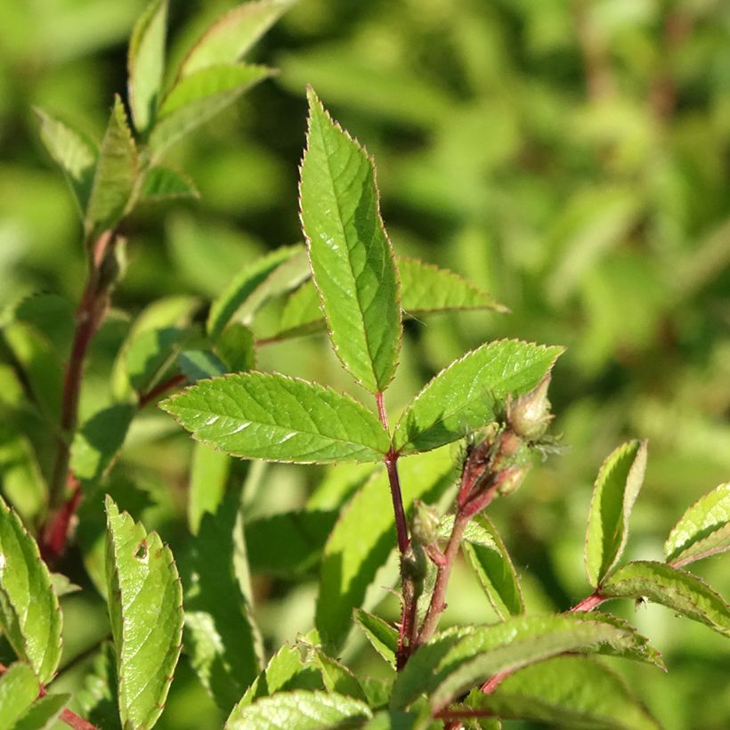 Roseira paisagística Rosanatura Bicolore (Folhagem)