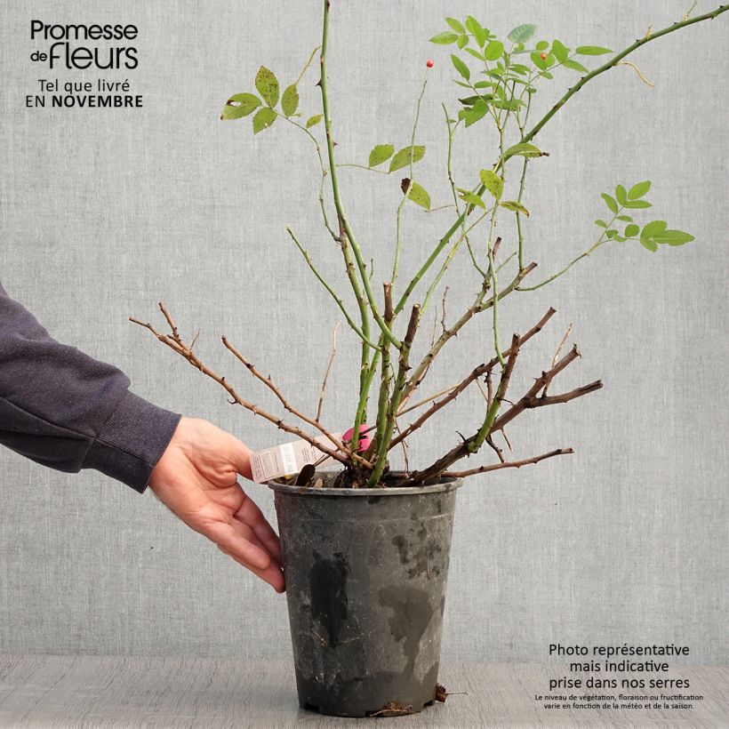Amostra de Roseira paisagística Rosanatura Bicolore Vaso de 2 L/3 L tal como entregue no outono
