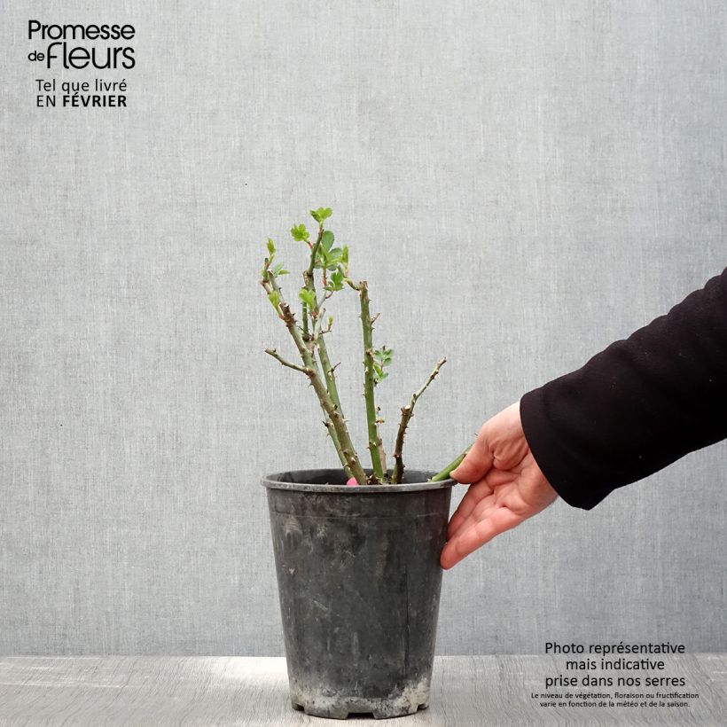 Amostra de Rosier paysager Rosanatura Bicolore Pot de 2L/3L tal como entregue no inverno