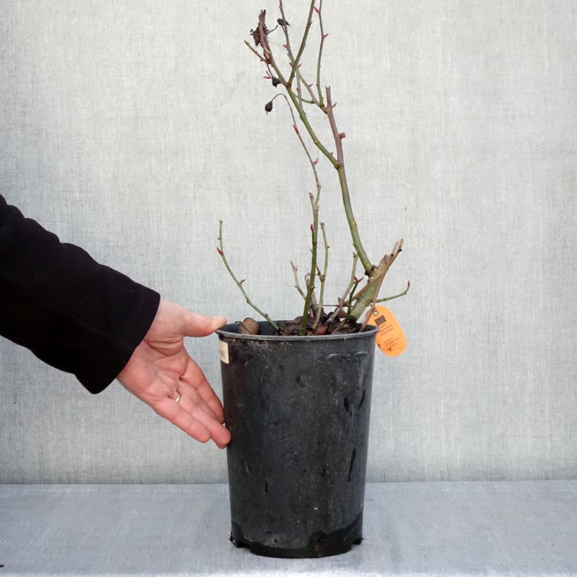 Amostra de Roseira paisagística Street Colors Belle de Grasse Vaso de 4 L/5 L tal como entregue no inverno